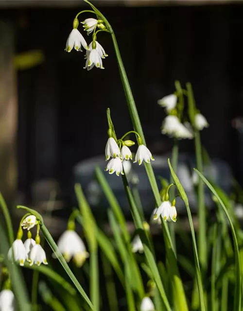 Leucojum aestivum