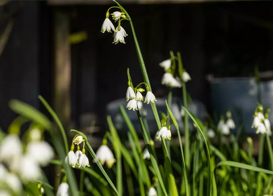 Leucojum aestivum