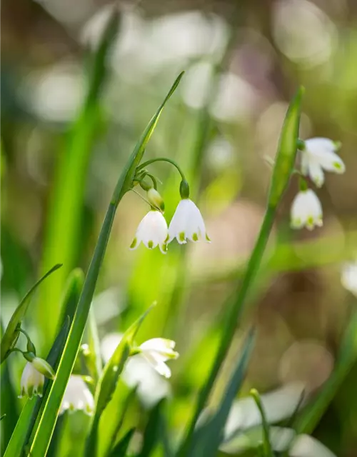 Leucojum aestivum