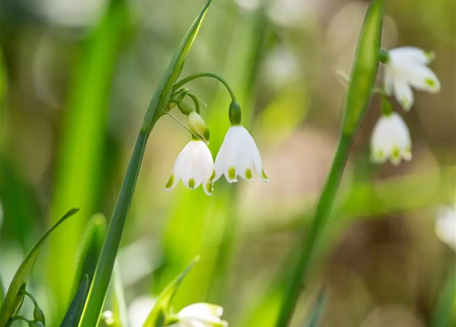 Leucojum aestivum