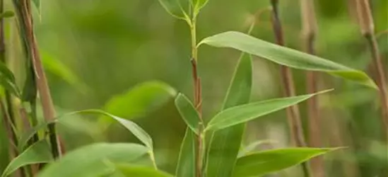 Fargesia murielae 'Super Jumbo'(s)