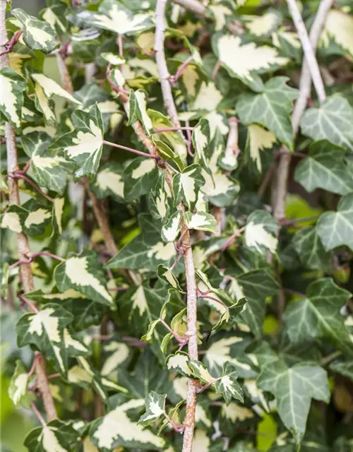 Hedera helix 'Goldheart'