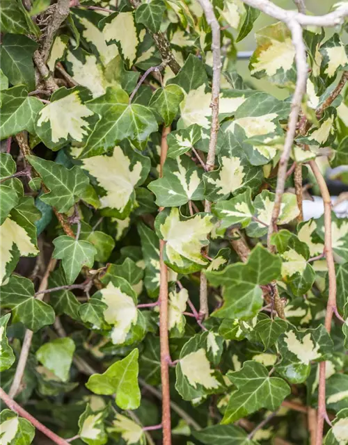 Hedera helix 'Goldheart'