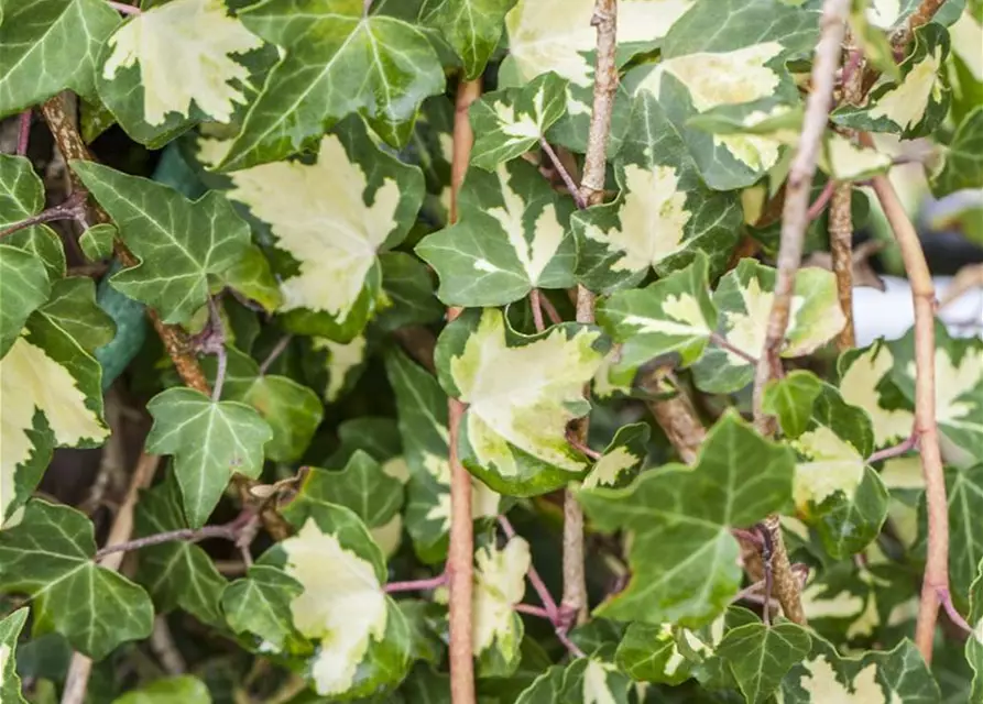 Hedera helix 'Goldheart'