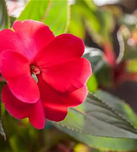 Impatiens neuguinea, rot