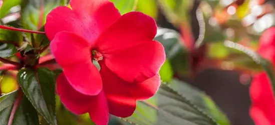 Impatiens neuguinea, rot