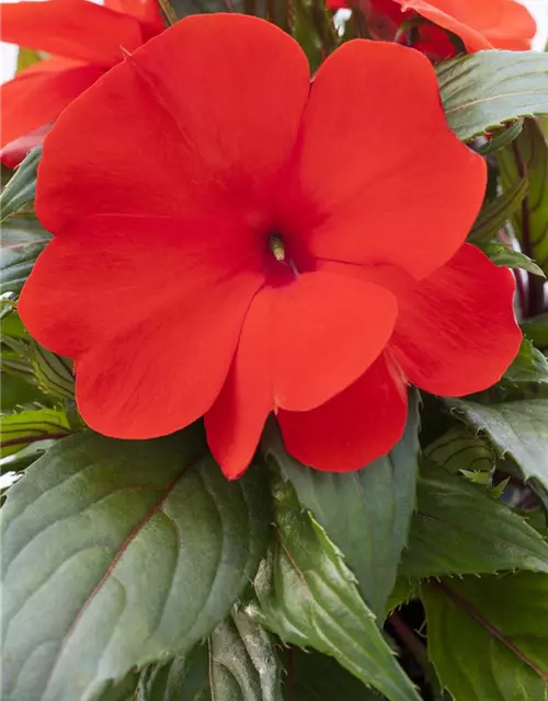 Impatiens neuguinea, rot