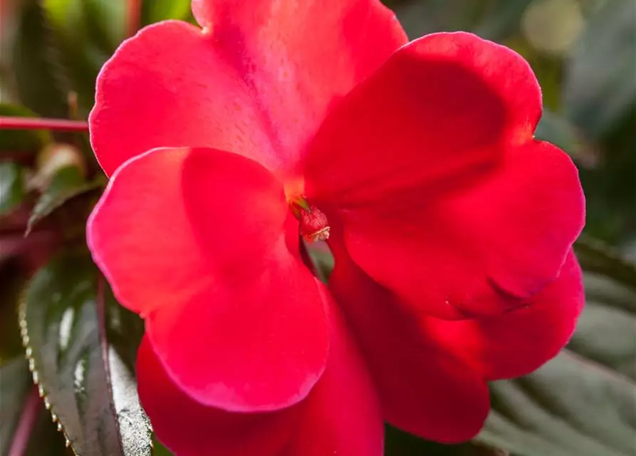 Impatiens neuguinea, rot