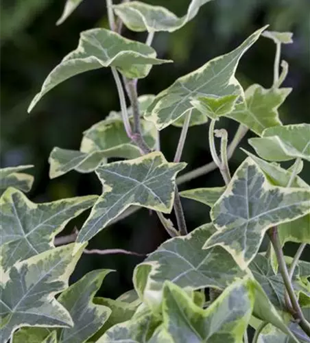 Hedera helix 'Little Diamond'