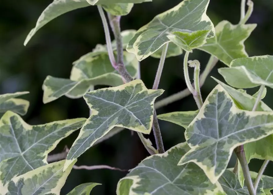 Hedera helix, grün-weiß