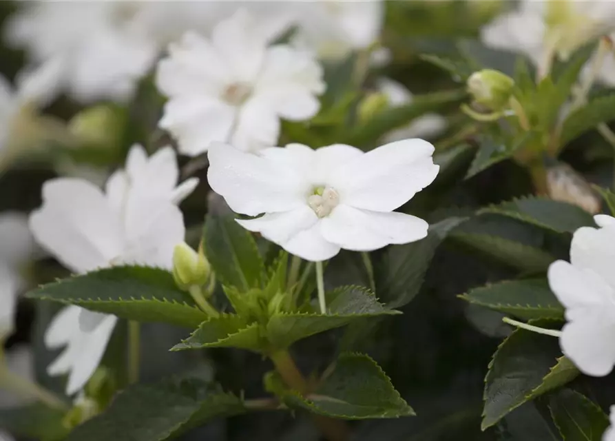 Impatiens neuguinea, weiß