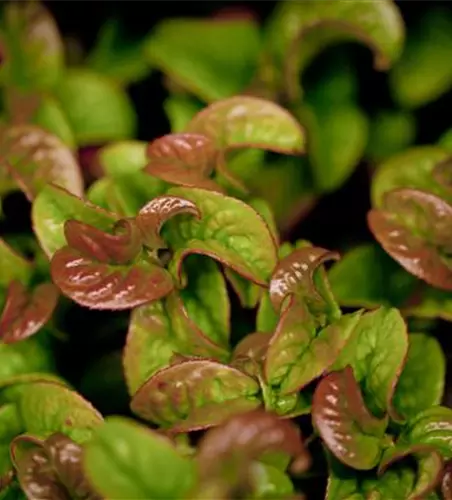 Leucothoe axillaris 'Curly Red'®