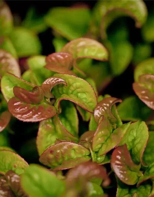 Leucothoe axillaris 'Curly Red'®