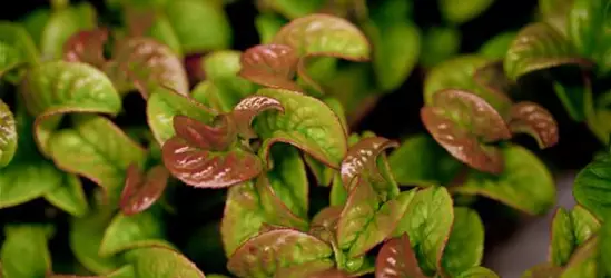 Leucothoe axillaris 'Curly Red'®