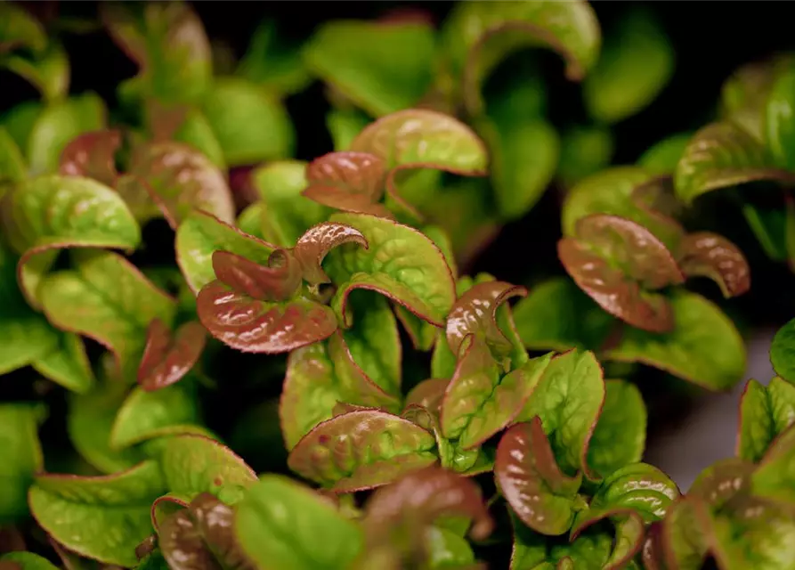 Leucothoe axillaris 'Curly Red'®