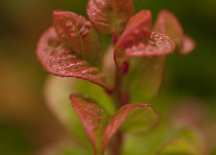 Leucothoe axillaris 'Curly Red'®