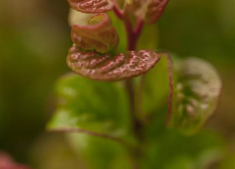 Leucothoe axillaris 'Curly Red'®