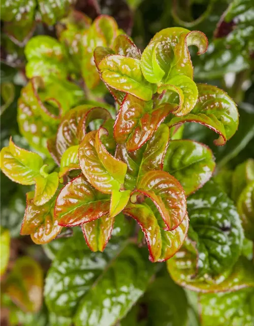 Leucothoe axillaris 'Curly Red'®