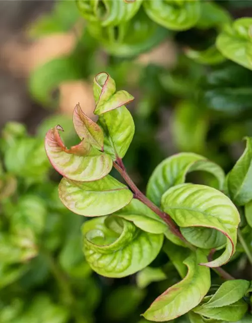 Leucothoe axillaris 'Curly Red'®