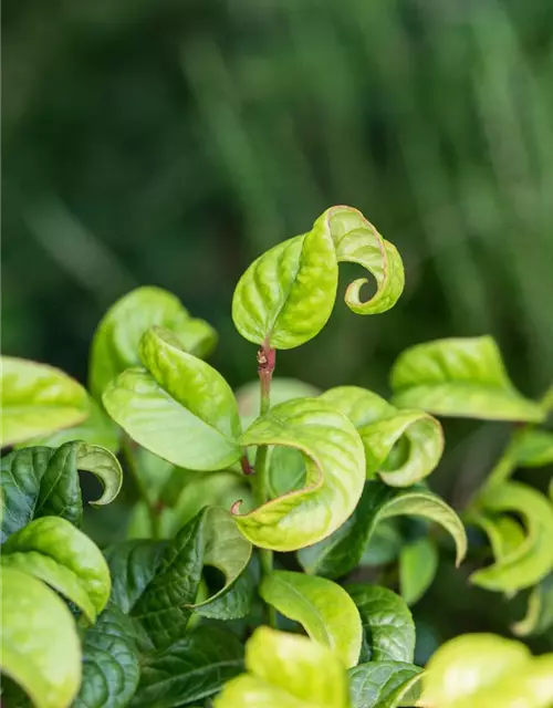 Leucothoe axillaris 'Curly Red'®