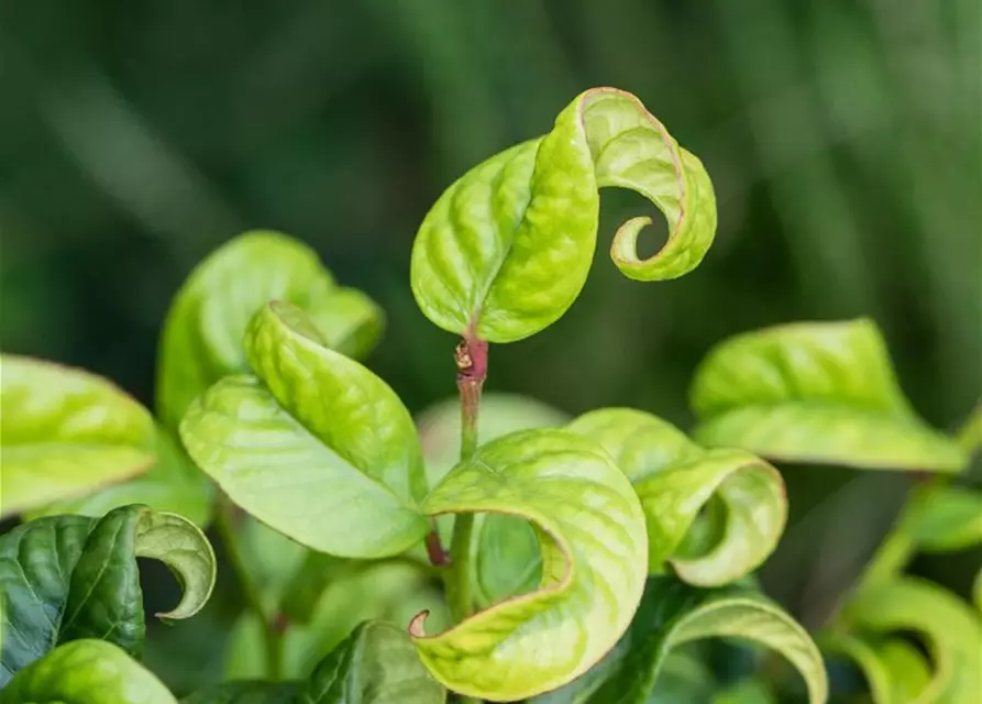 Leucothoe axillaris 'Curly Red'®