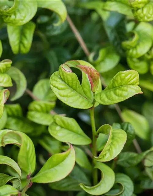 Leucothoe axillaris 'Curly Red'®