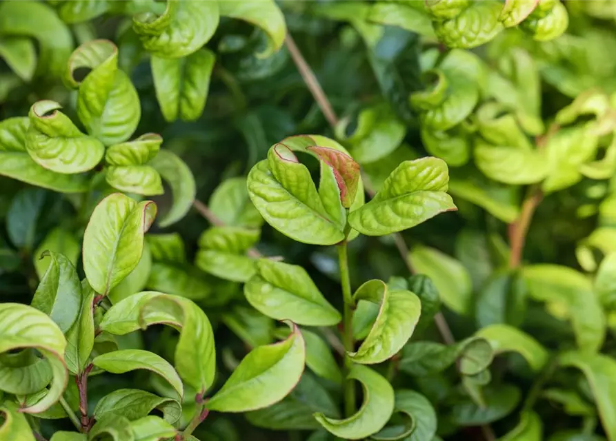 Leucothoe axillaris 'Curly Red'®