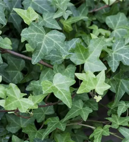 Hedera helix 'Woerner'