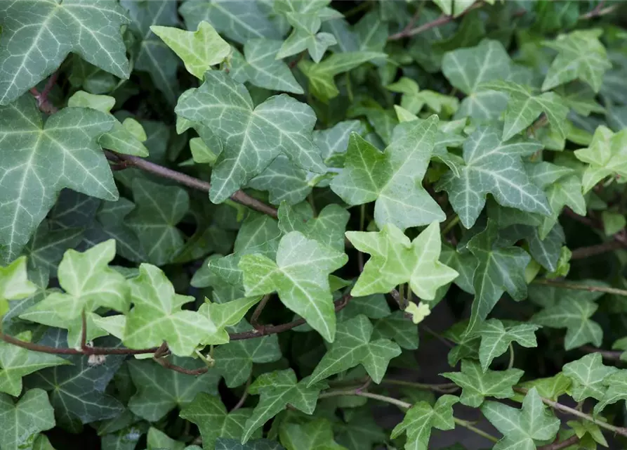 Hedera helix 'Woerner'