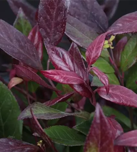 Leucothoe walteri 'Scarletta'®