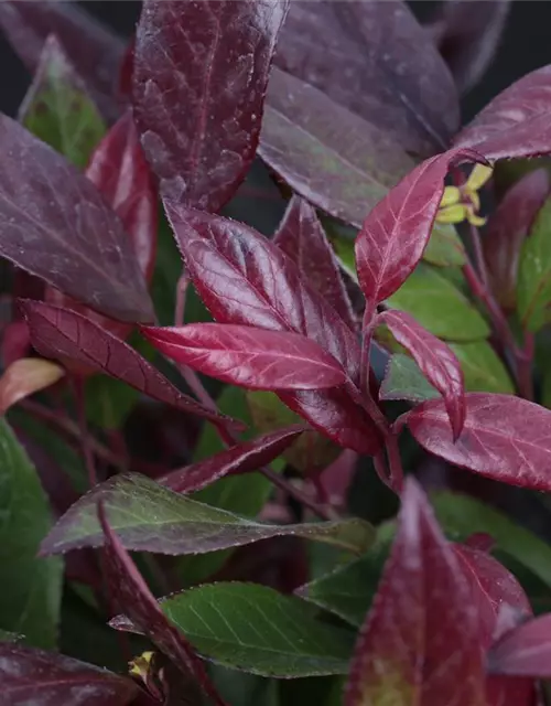 Leucothoe walteri 'Scarletta'®