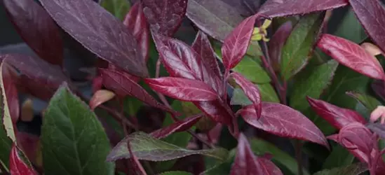 Leucothoe walteri 'Scarletta'®