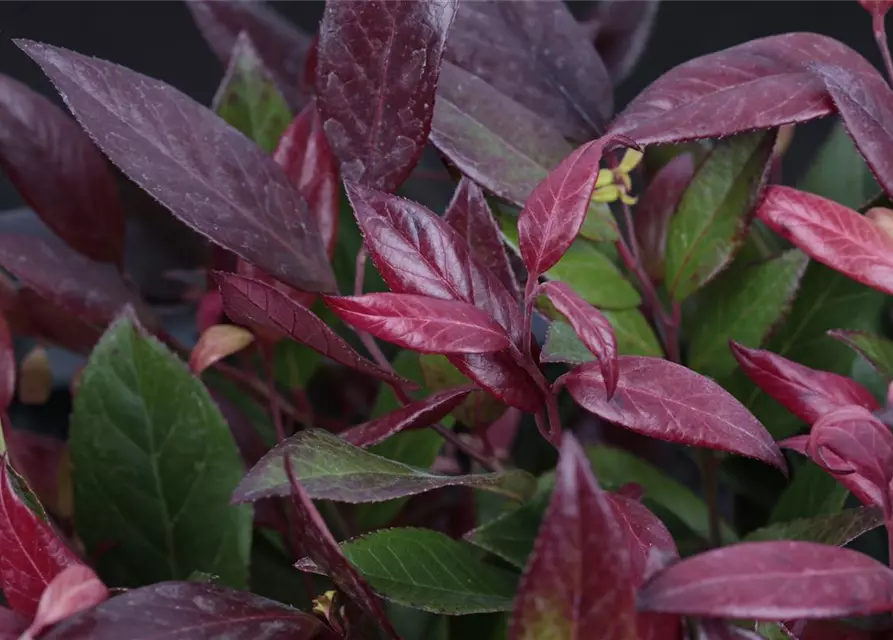 Leucothoe walteri 'Scarletta'®