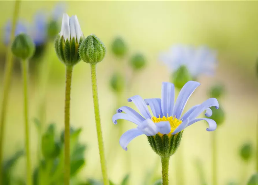 Felicia amelloides