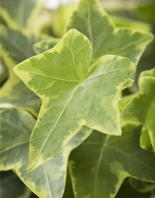 Hedera helix, gelb-grün