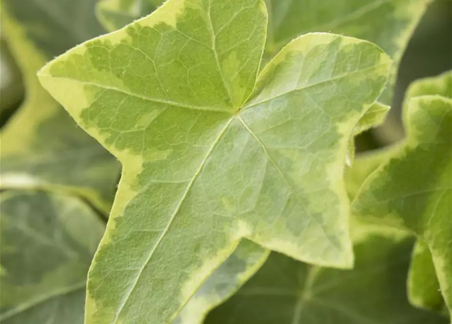 Hedera helix, gelb-grün