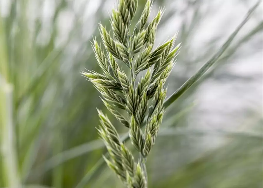 Festuca glauca