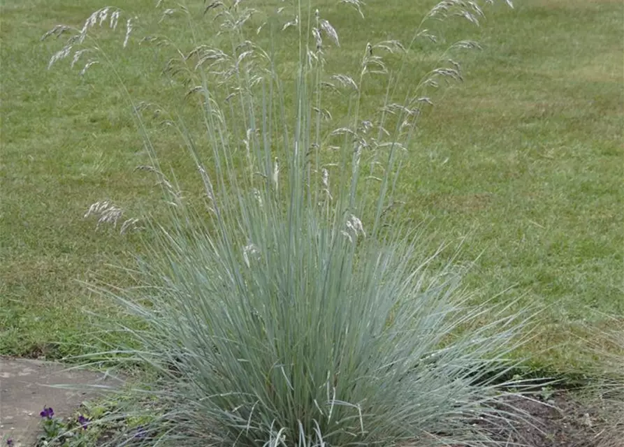 Festuca glauca