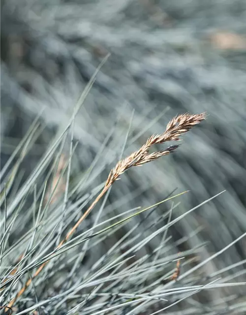 Festuca glauca