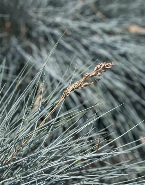 Festuca glauca