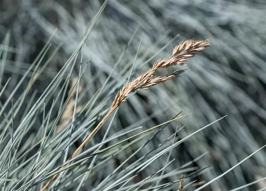 Festuca glauca