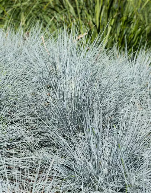 Festuca glauca