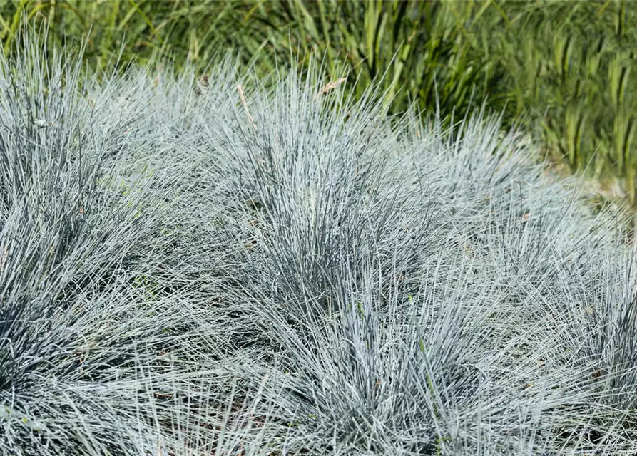 Festuca glauca