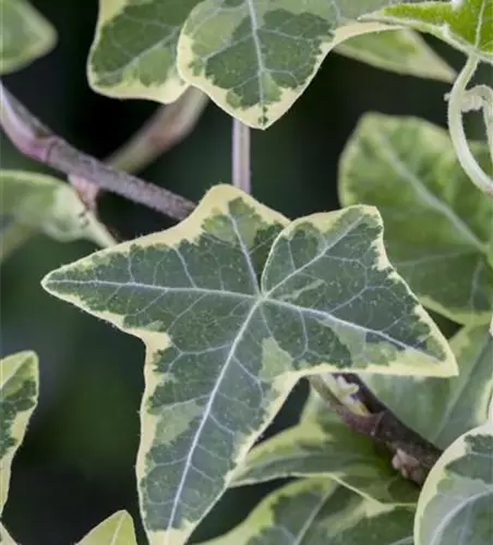 Hedera helix, grün-weiß