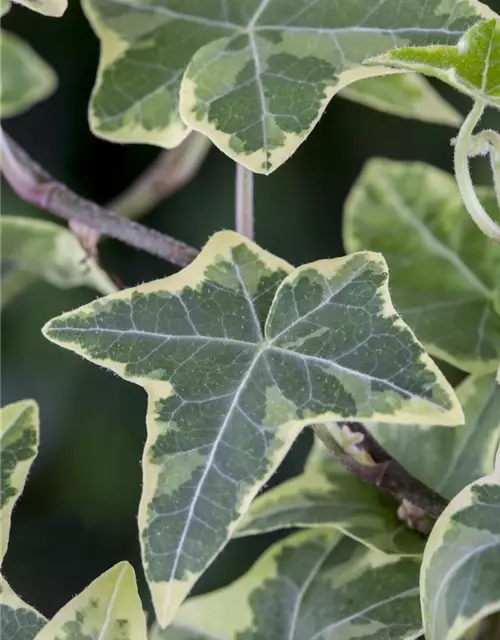 Hedera helix, grün-weiß