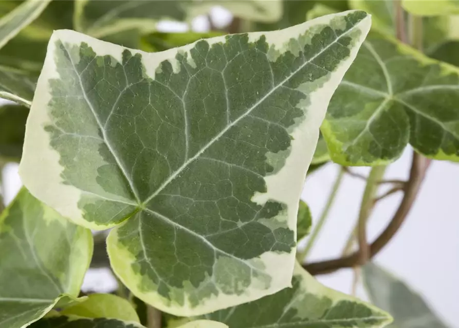 Hedera helix, grün-weiß