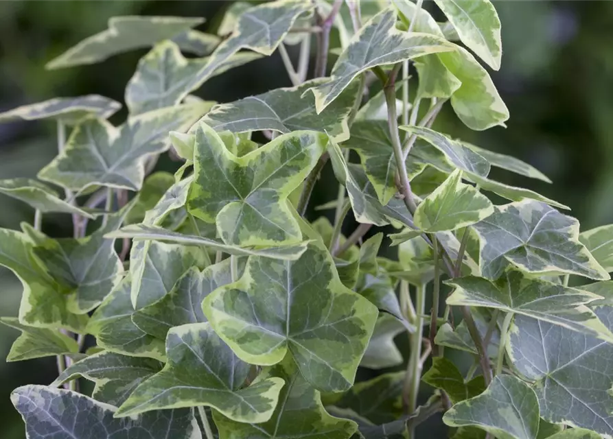 Hedera helix, grün-weiß