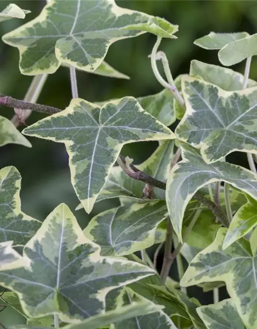 Hedera helix, grün-weiß