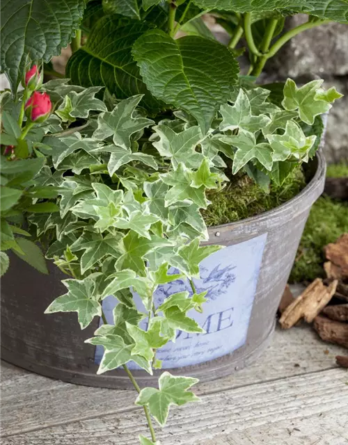 Hedera helix, grün-weiß