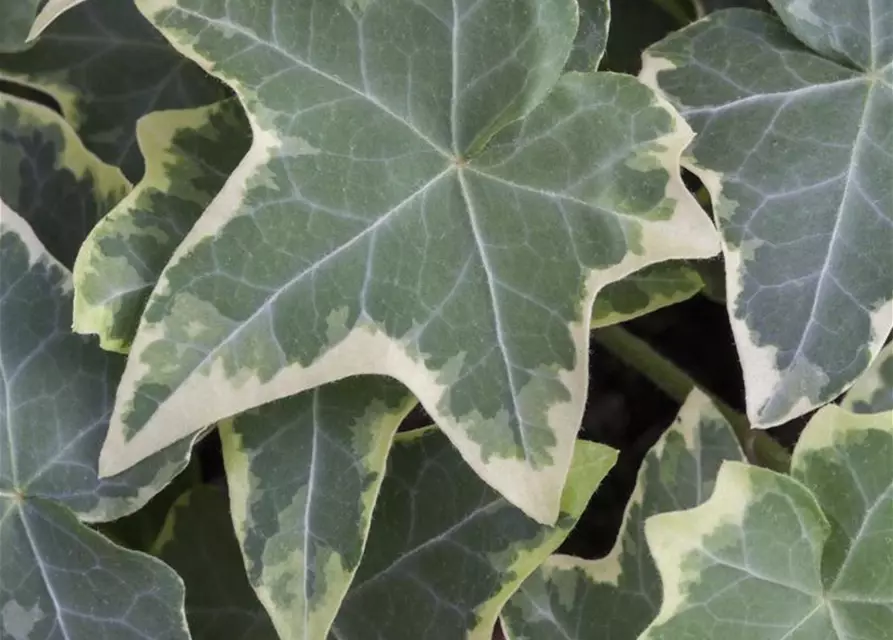 Hedera helix, grün-weiß